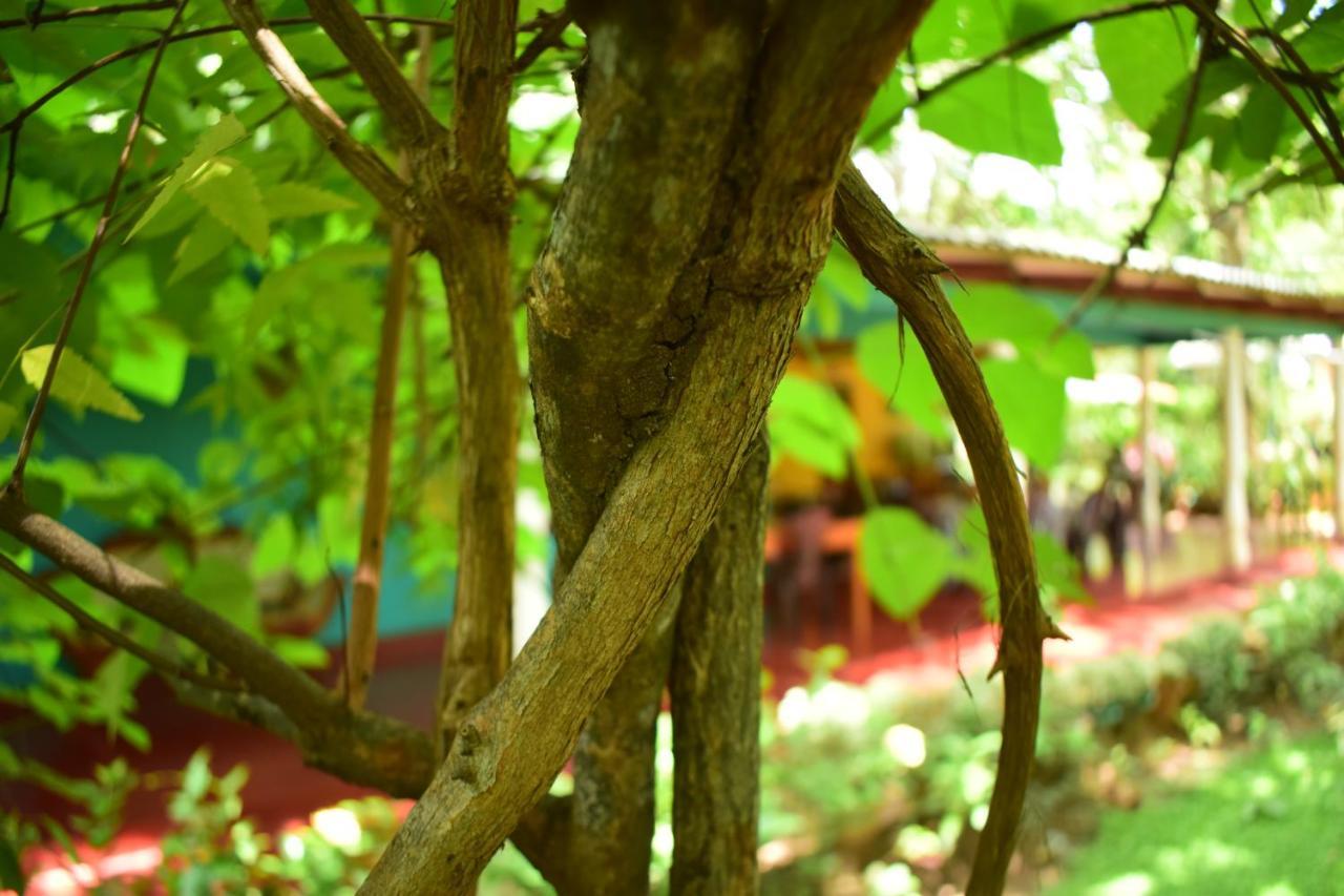 Palitha Homestay Sigiriya Dış mekan fotoğraf